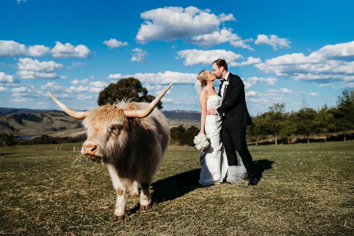 A Highland cow standing in the foreground as Eileen and Patrick kiss in a paddock overlooking the hills at Seclusions.